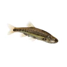 Image result for Sander canadensis/vitreus