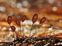 Attēlu rezultāti vaicājumam “Comatricha nigra macro”