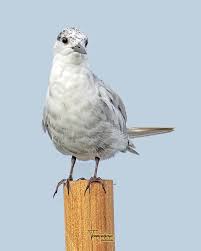 Attēlu rezultāti vaicājumam “Chlidonias hybrida”