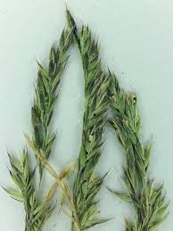 Attēlu rezultāti vaicājumam “Festuca altissima leaf”