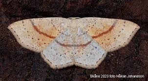 Attēlu rezultāti vaicājumam “Cyclophora punctaria”