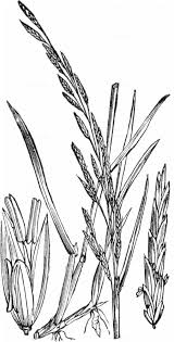 Attēlu rezultāti vaicājumam “Glyceria fluitans”