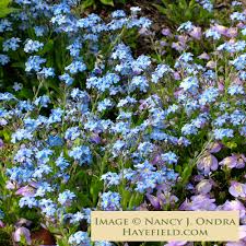 Attēlu rezultāti vaicājumam “Myosotis sylvatica flower”