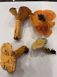 Attēlu rezultāti vaicājumam “Lactarius lygniotus”