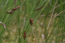 Attēlu rezultāti vaicājumam “Calliergon trifarium”