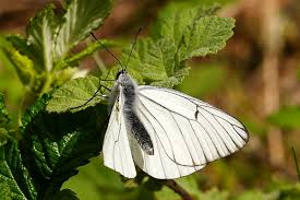 Attēlu rezultāti vaicājumam “Aporia crataegi female”