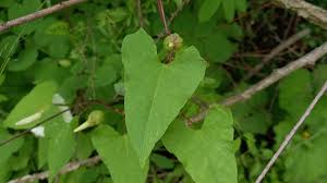 Attēlu rezultāti vaicājumam “Calystegia sepium leaf”