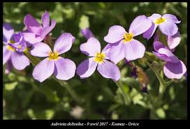 Attēlu rezultāti vaicājumam “Aubrieta deltoidea”
