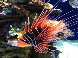 Image result for Pterois radiata