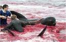 snopes.com: Dolphin Hunt in Denmark