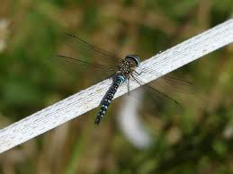 Attēlu rezultāti vaicājumam “Aeshna mixta male”