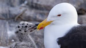 Attēlu rezultāti vaicājumam “Larus marinus”