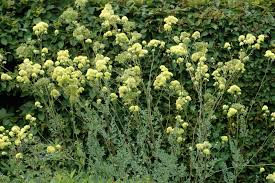 Attēlu rezultāti vaicājumam “Thalictrum flavum leaf”