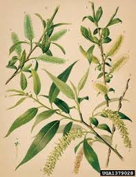 Attēlu rezultāti vaicājumam “Salix”