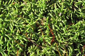 Attēlu rezultāti vaicājumam “Leskea polycarpa”