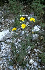 Image result for Potentilla recta