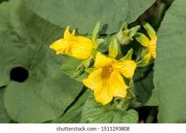 Attēlu rezultāti vaicājumam “Thladiantha dubia leaf”