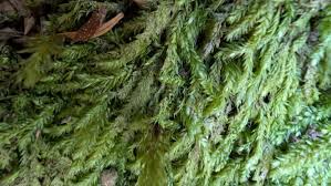 Attēlu rezultāti vaicājumam “Pseudotaxiphyllum elegans”