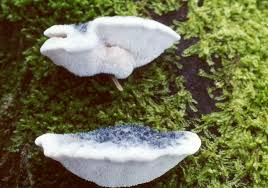 Attēlu rezultāti vaicājumam “Postia leucomallella”