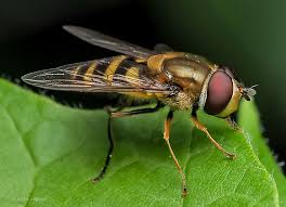 Attēlu rezultāti vaicājumam “Syrphus sp. imago”