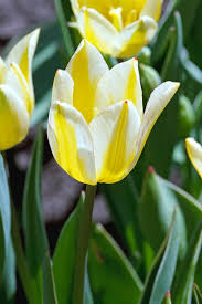 Attēlu rezultāti vaicājumam “Tulipa gesneriana”