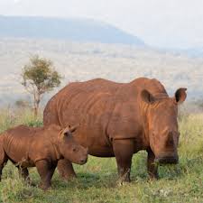 Image result for Rhyl Rhinos