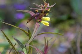 Attēlu rezultāti vaicājumam “Melampyrum pratense bud”
