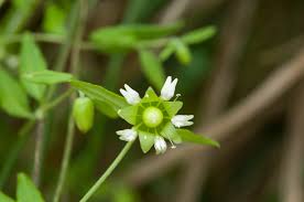 Attēlu rezultāti vaicājumam “Silene baccifera leaf”