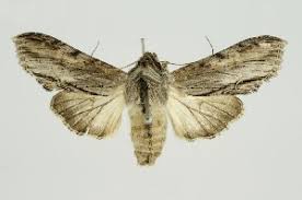 Attēlu rezultāti vaicājumam “Cucullia fraudatrix”