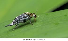 Attēlu rezultāti vaicājumam “Mordellidae”