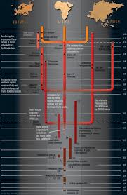 Image result for Evolution Stammbaum