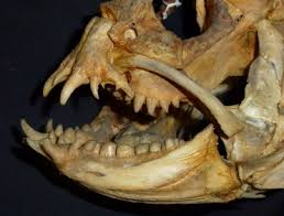 Image result for Anarhichas minor