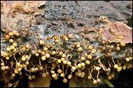 Attēlu rezultāti vaicājumam “Cribraria sp.”