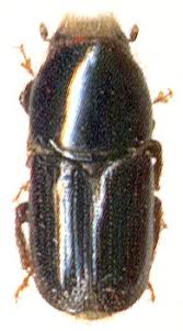 Attēlu rezultāti vaicājumam “Scolytus ratzeburgi”