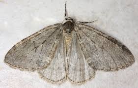 Attēlu rezultāti vaicājumam “Epirhoe tristata”