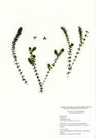 Attēlu rezultāti vaicājumam “Elodea canadensis”