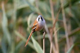 Attēlu rezultāti vaicājumam “Panurus biarmicus female”