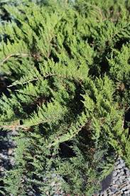 Attēlu rezultāti vaicājumam “Juniperus sabina”
