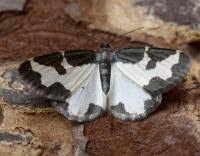 Attēlu rezultāti vaicājumam “Lomaspilis marginata”