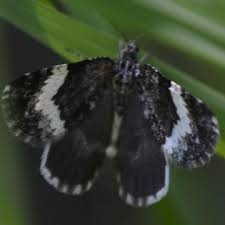 Attēlu rezultāti vaicājumam “Spargania luctuata”