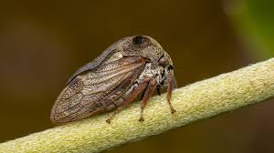 Attēlu rezultāti vaicājumam “Centrotus cornutus”