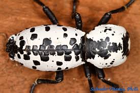 Attēlu rezultāti vaicājumam “Zopheridae”