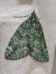 Attēlu rezultāti vaicājumam “Chloroclysta siterata”