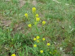 Attēlu rezultāti vaicājumam “Barbarea vulgaris subsp. arcuata”