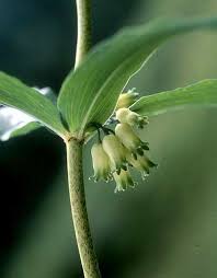 Attēlu rezultāti vaicājumam “Polygonatum verticillatum bud”
