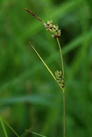 Attēlu rezultāti vaicājumam “Carex globularis flower”