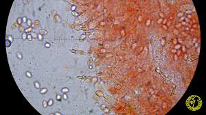 Image result for Melanoleuca rasilis var. pseudoluscina