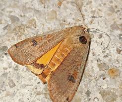 Attēlu rezultāti vaicājumam “Noctua pronuba”