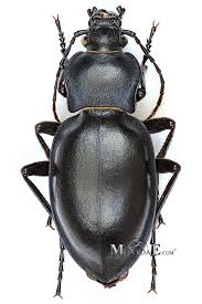 Attēlu rezultāti vaicājumam “Carabus glabratus”