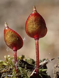 Attēlu rezultāti vaicājumam “Buxbaumia aphylla”